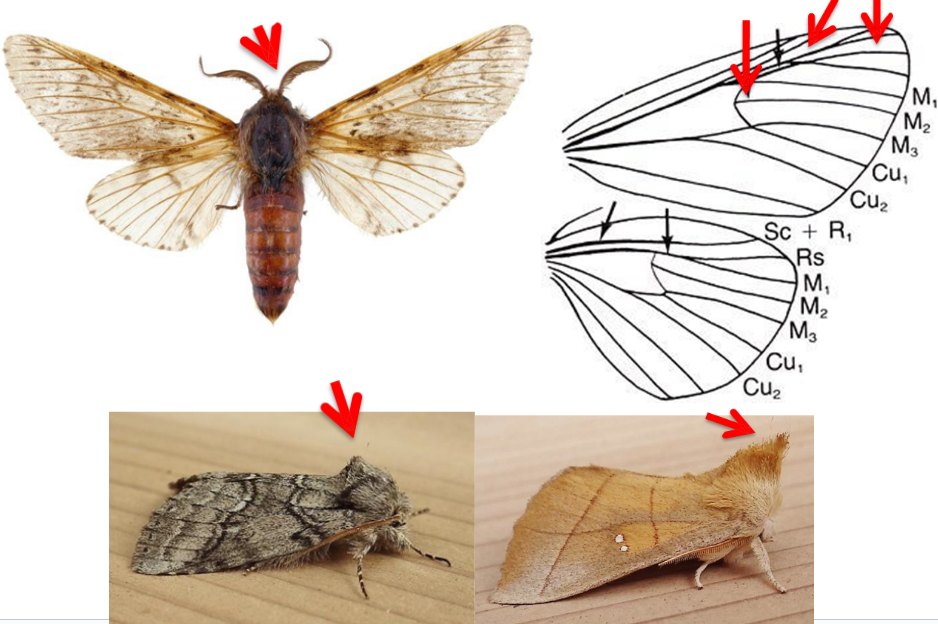 <ul><li><p>Antennae usually bipectinate, occasionally simple</p></li><li><p>FW usually conspicuously longer than HW</p></li><li><p>In both wings, M<sub>2</sub> arises from middle of the apex of discal cell, thus cubitus <strong><em>appearing 3-branched</em></strong></p></li><li><p>Hw with Sc+R<sub>1</sub> NOT touching RS: no areole</p></li><li><p>Thoracic tympana present, pointing downward</p></li><li><p><strong><em>Some species with dorsal tuft on posterior margins of wings, protrudes at rest</em></strong></p></li></ul><p></p>