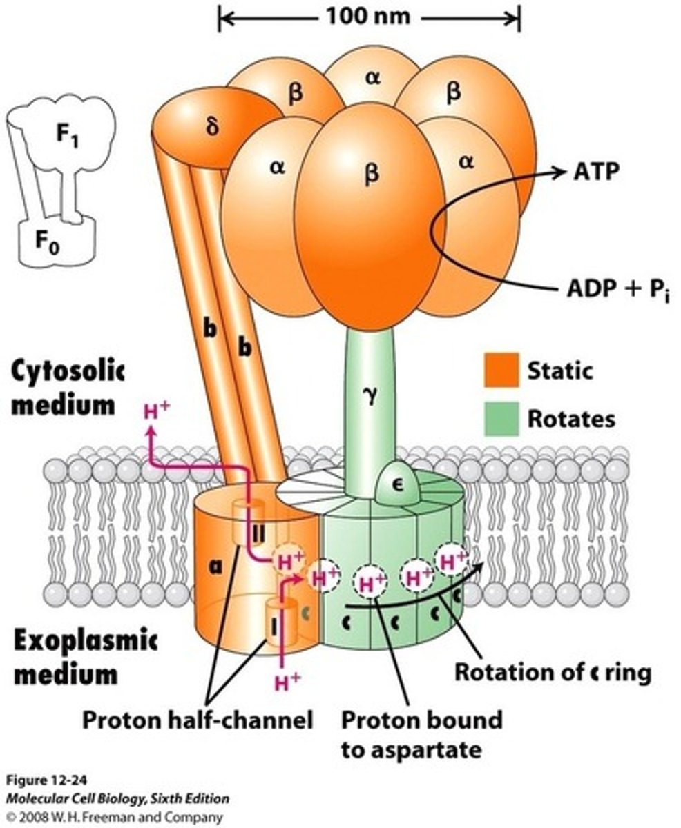 <p>True. Chemiosmotic Coupling links the F0 portion's actions (acting as a proton channel) and the F1 portion's actions (Phosphorylating ADP) of ATP Synthase.</p>