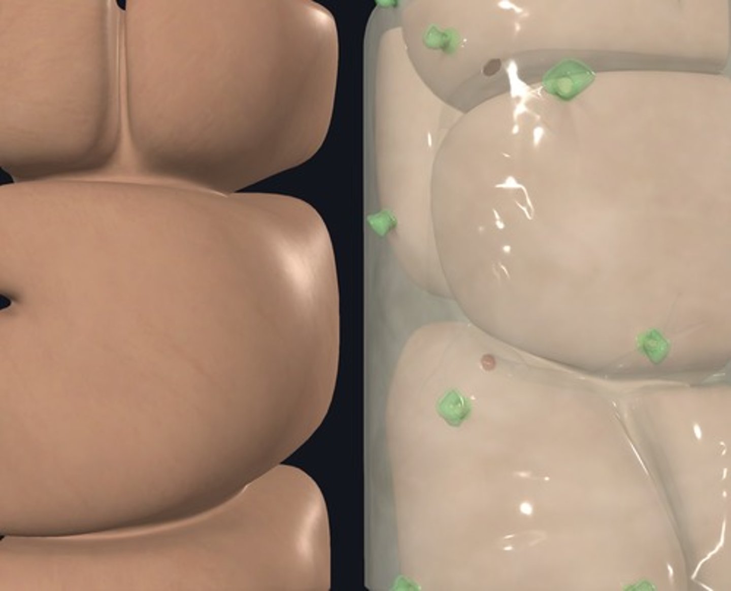 <p>This is a closeup of the Cerebral Hemispheres. Name the green highlighted structures.</p>