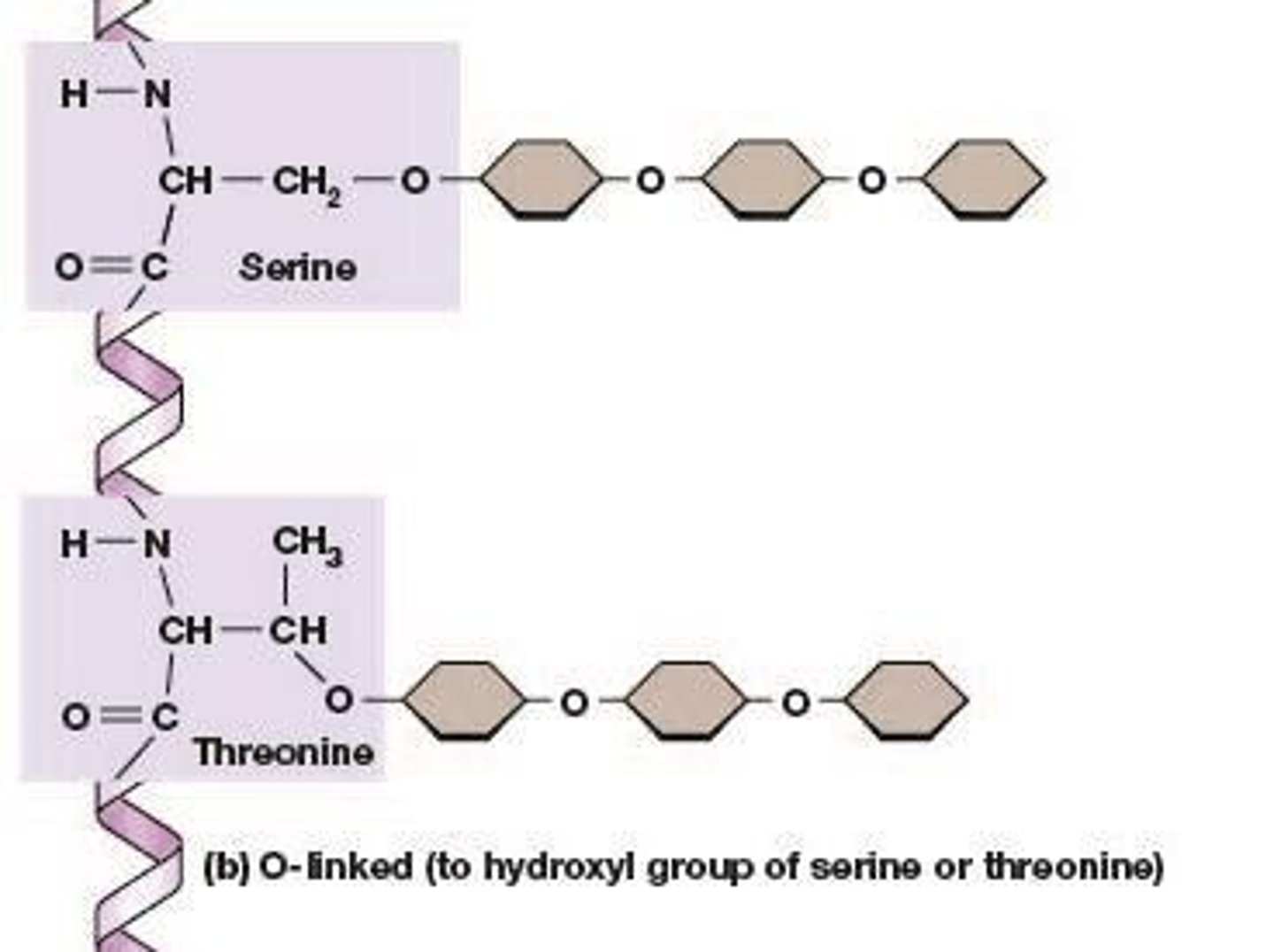 <p>Glycosylation involving attachment to serine or threonine.</p>