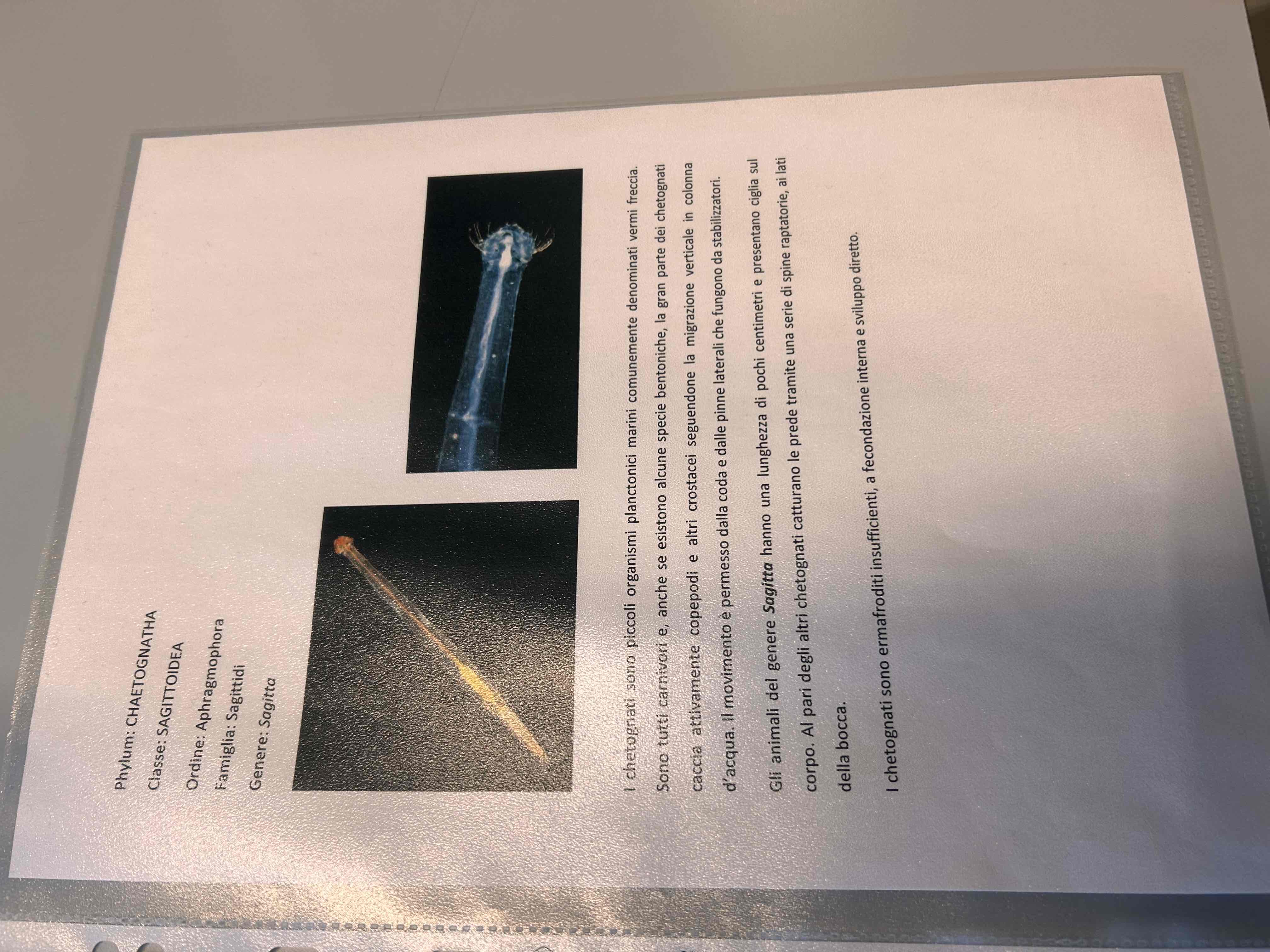 <p>Chetogati</p><p>Sagitta sp</p>