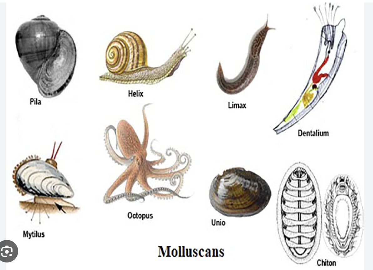 <p>(L9) snails, squids…</p><p>some symmetrical, usually seperate sexes, usually external fertilization, nerve ring, complete digestive system, mostly open heart with 3 chambers, gills, single muscular foot</p>