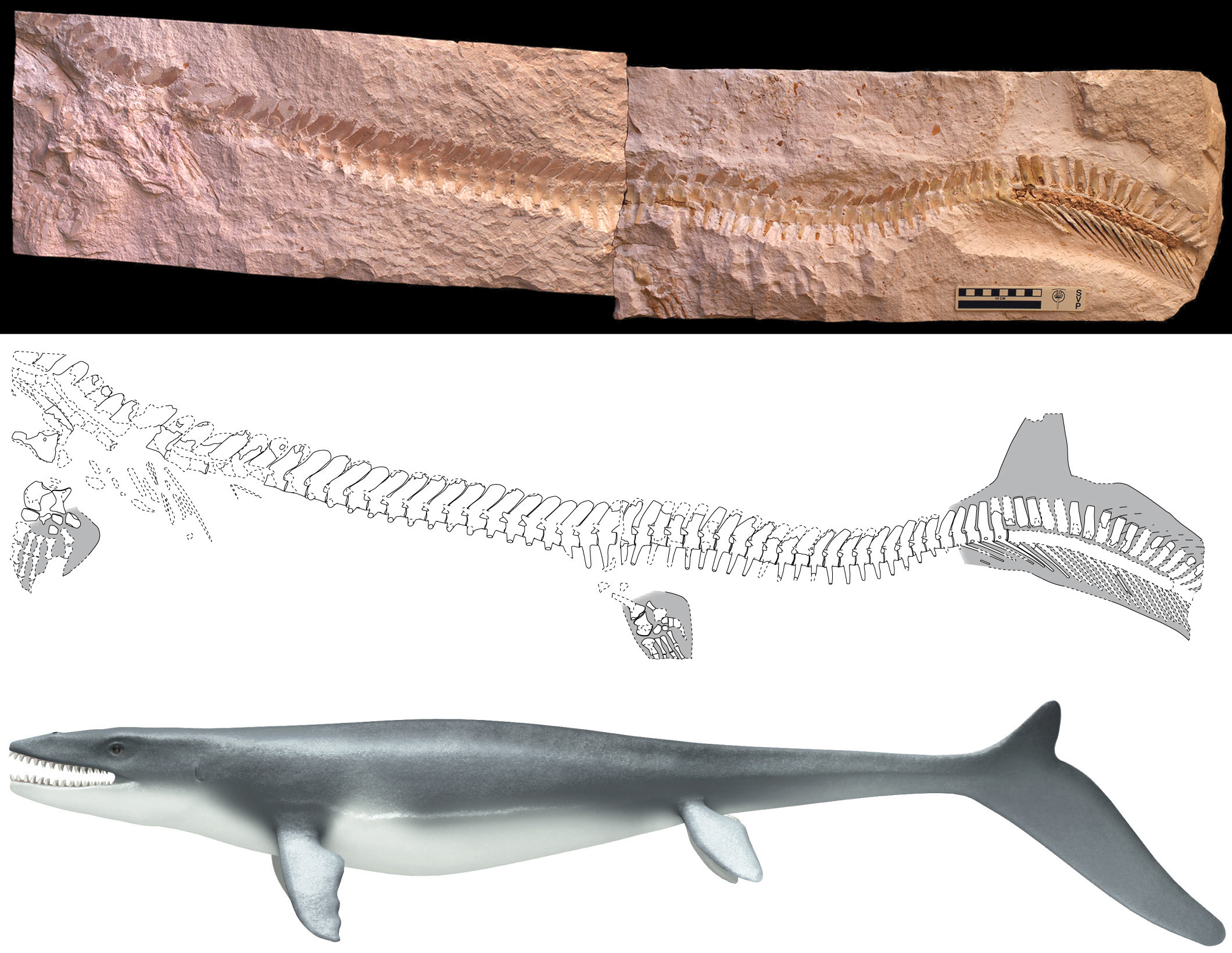 <ul><li><p>type of caudal fin (<strong>EXTINCT</strong>)  Ex: Ichthyosaurs.</p></li></ul><ul><li><p>Vertebral column/notochord extends into ventral lobe.</p></li></ul><p>Dorsal lobe is SMALLER than ventral lobe (reverse of heterocercal tail)</p>