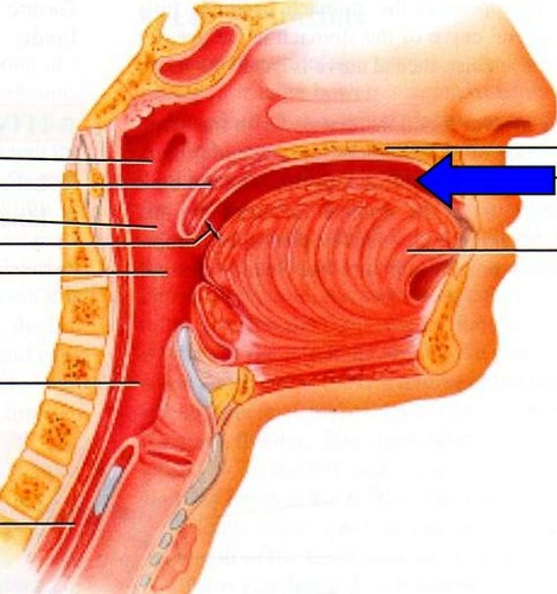 <p>cheek</p>