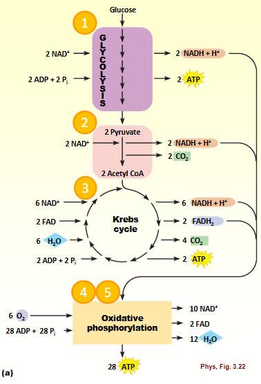 <ol><li><p>Glycolysis</p></li><li><p>Pyruvate → acetyl CoA</p></li><li><p>Krebs cycle (TCA)</p></li><li><p>Electron transfer system</p><ol><li><p>Stepwise energy loss (final acceptor is O2)</p></li></ol></li><li><p>Oxidative phosphorylation/chemi-osmotic coupling</p><ol><li><p>ATP generated using H+ production (glucose)</p></li></ol></li></ol><p></p>