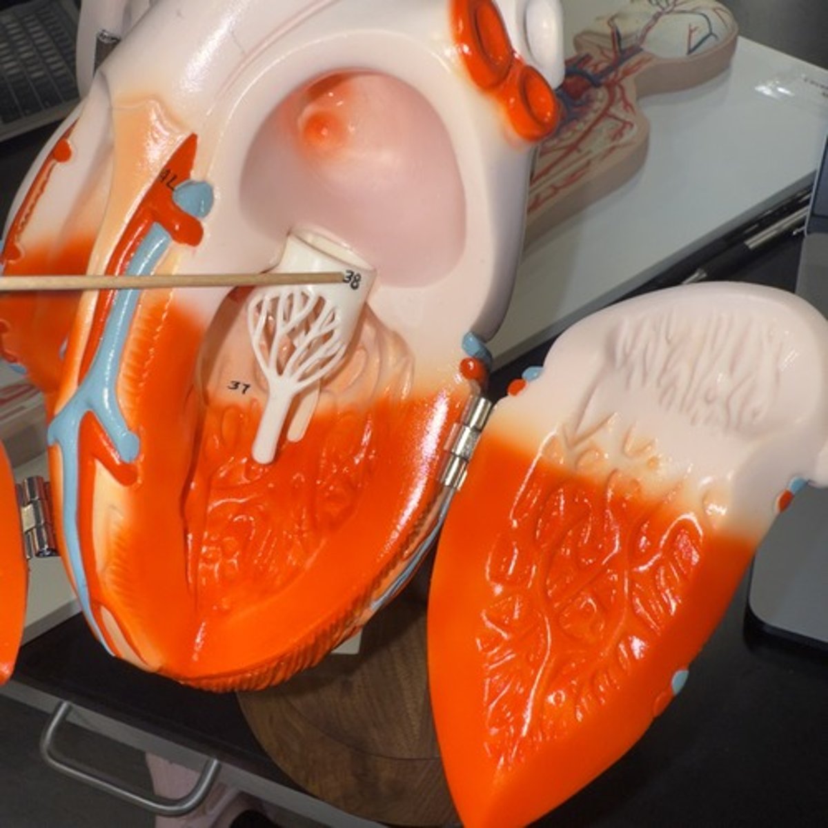 <p>Identify the structure.</p>