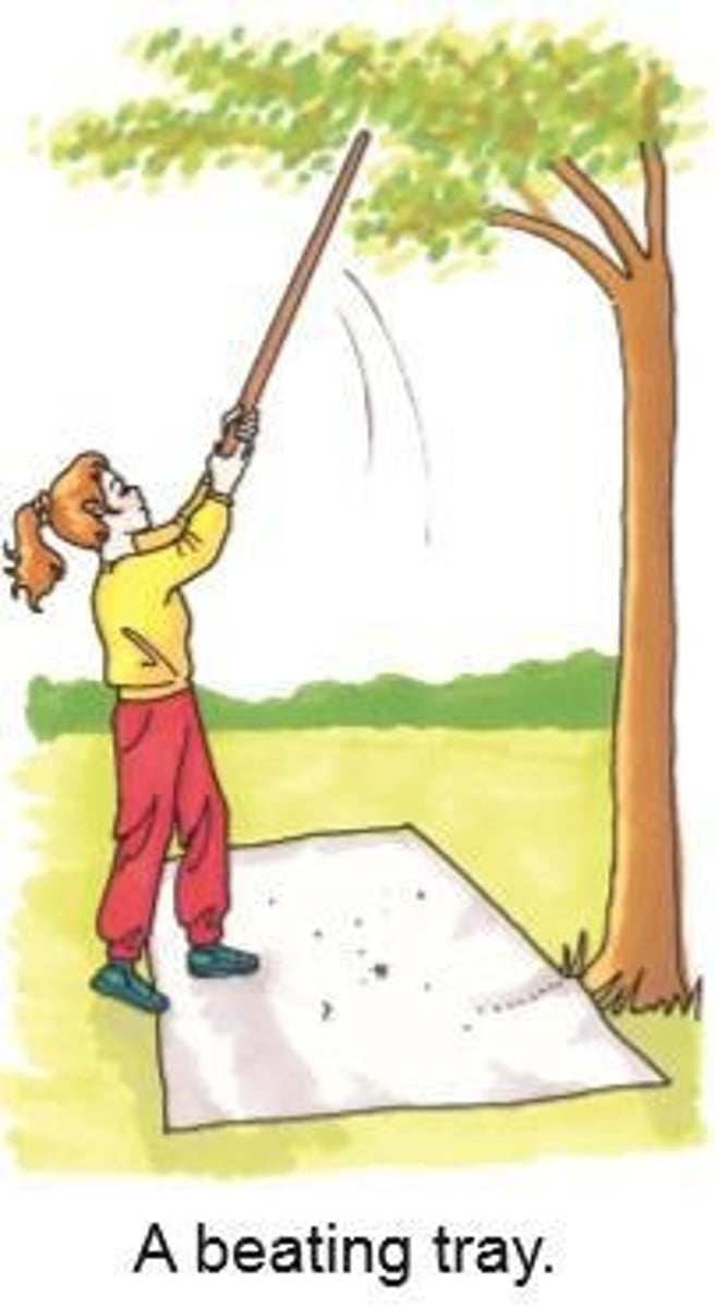 <p>A tray used to collect insects from trees.</p>