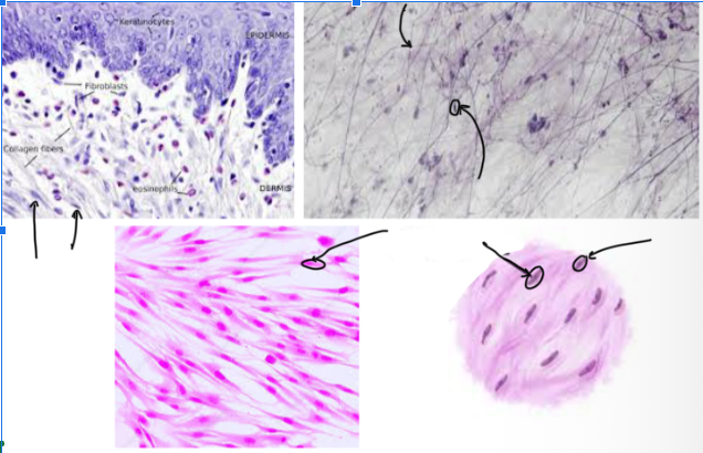 <p>MOST COMMON CELLS in the tissue that <strong>MAKE/SECRETE COLLAGEN, ELASTIC, AND RETICULAR </strong></p><ul><li><p>These are the <strong>“FIBER-BUILDERS” </strong></p></li><li><p>Looks <strong>CIRCULARISH</strong> under the microscope </p></li></ul><p></p>