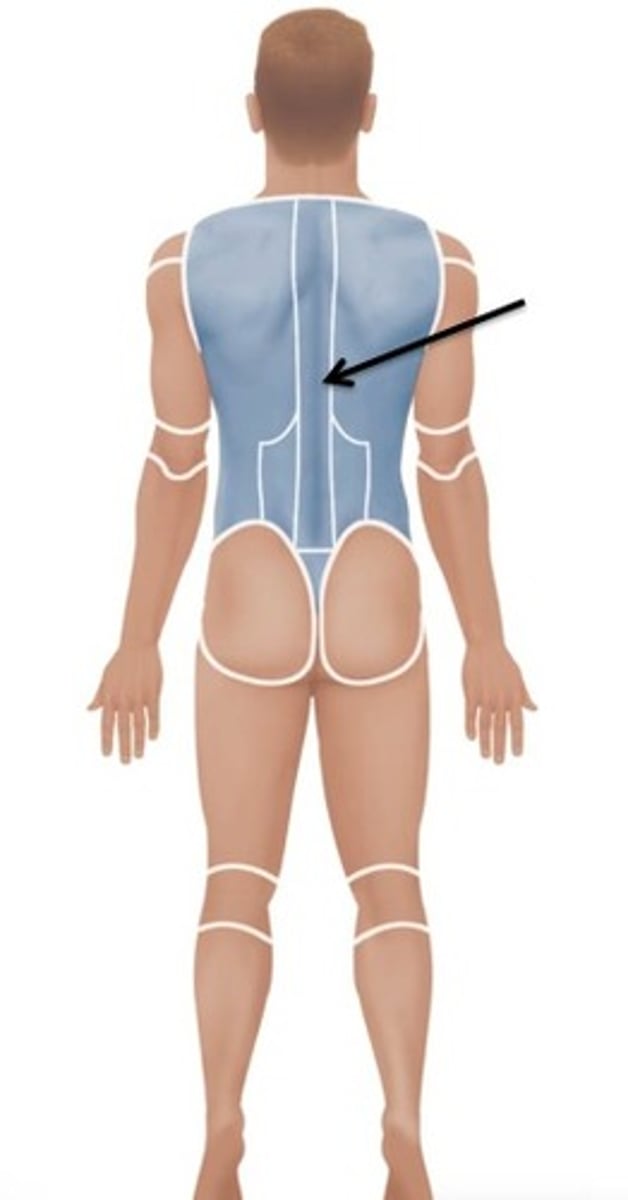 <p>Relating to the spine.</p>