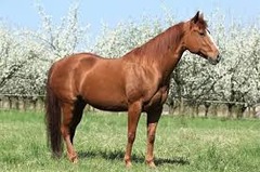 What horse breed?