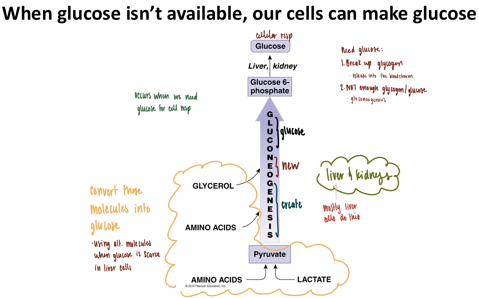 <ul><li><p><strong>Glyconeogenesis</strong>: using non-glucose molecules to create glucose</p></li><li><p>Occurs when <strong>glucose is scarce</strong></p></li><li><p><strong>Reactants</strong></p><ol><li><p>Lactate</p></li><li><p>Amino Acids</p></li><li><p>Glycerol</p></li><li><p>Pyruvate</p></li></ol></li><li><p><strong>Product</strong>: glucose</p></li><li><p><strong>Kidney but MOSTLY liver cells</strong> do glyco<mark data-color="yellow" style="background-color: yellow; color: inherit">neo</mark>genesis</p></li></ul><p></p>