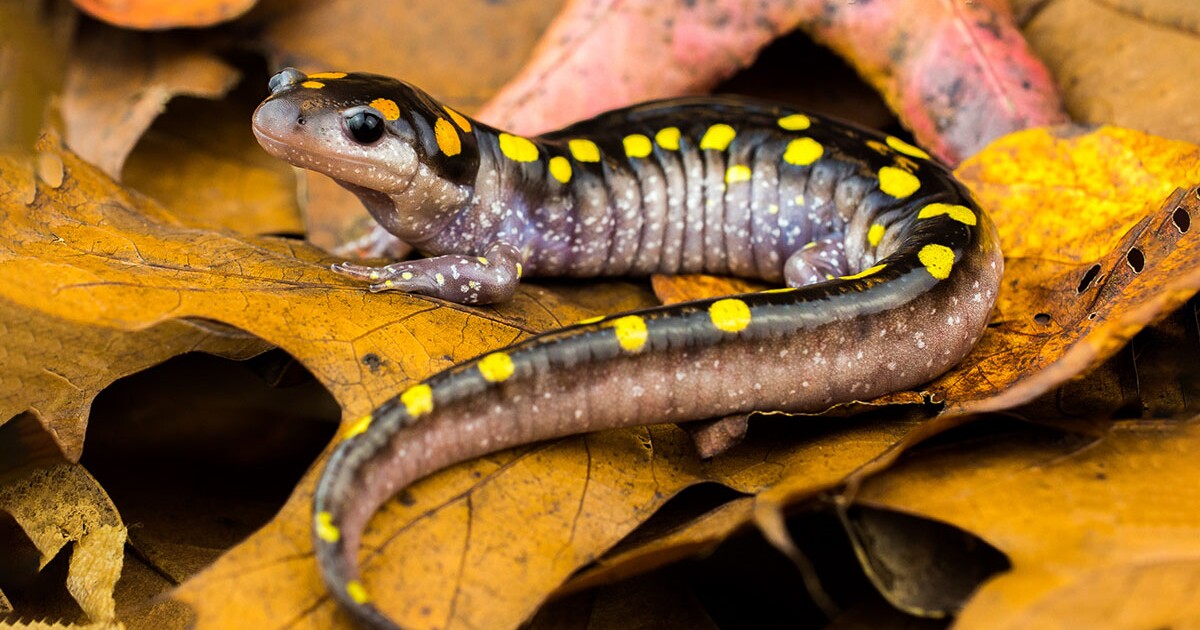 <p><span style="font-family: &quot;Times New Roman&quot;, serif">Has a dark-colored body with two parallel-like rows of yellowish spots running down the length of its body.</span></p>