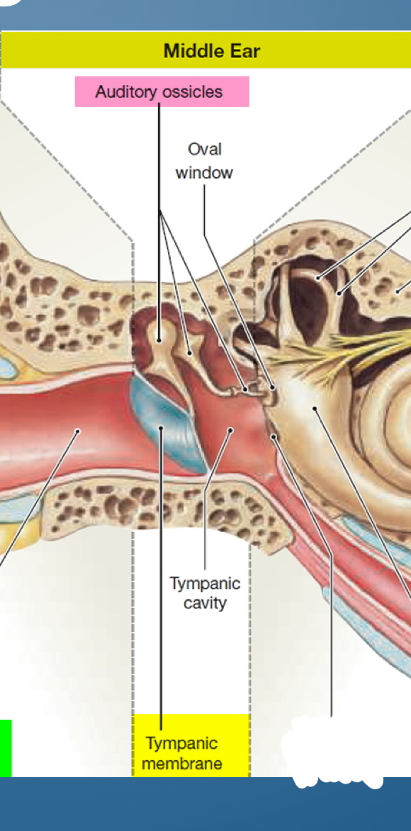 <ol><li><p>Auditory ossicles</p></li><li><p>Oval window</p></li><li><p>Tympanic cavity</p></li><li><p>Tympanic membrane</p></li></ol>