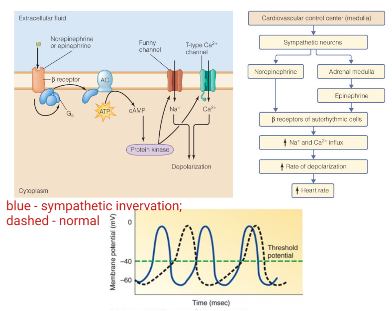 
1. Adrenergic neurons release norepinephrine/noradrenaline.
2. Adrenal medulla releases epinephrine.
3. B1 adrenergic receptors in the heart (G-protein coupled receptors) are activated by the sympathetic system using both epinephrine and norepinephrine.
4. cAMP-mediated signalling pathway affects ion channels, thus causing Na+ and Ca2+ influx, resulting in depolarization.
5. Enhanced "slow" Ca2+ channels allow for an increase in Ca2+, thus increasing the contractile strength.