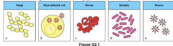 Antibodies, complement proteins, and phagocytic cells provide effective protection against all of the following types of infections in the pictures below except:


1. Fungi
2. Virus-infected cell
3. Worms
4. Bacteria
5. Viruses

Options: 

a. Antibodies, compliment, and Phagocytes

b. Antibodies and phagocytes

c. Antibodies and compliment

d.  Antibodies, compliment, and Phagocytes

E. Antibodies 