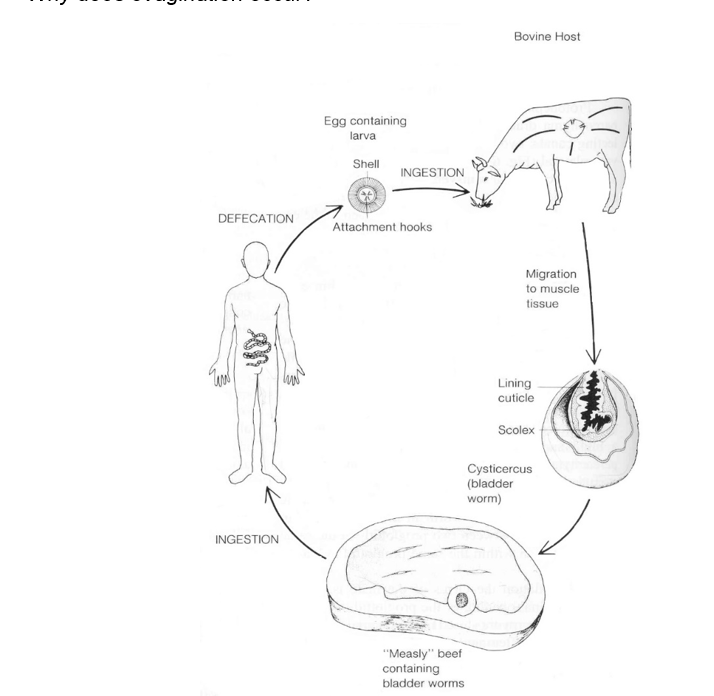 <p>tape worm life cycle</p>