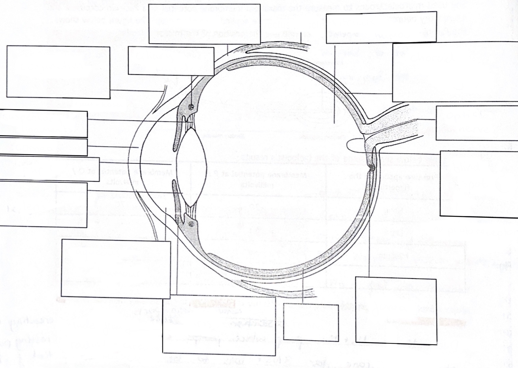 Label the eye