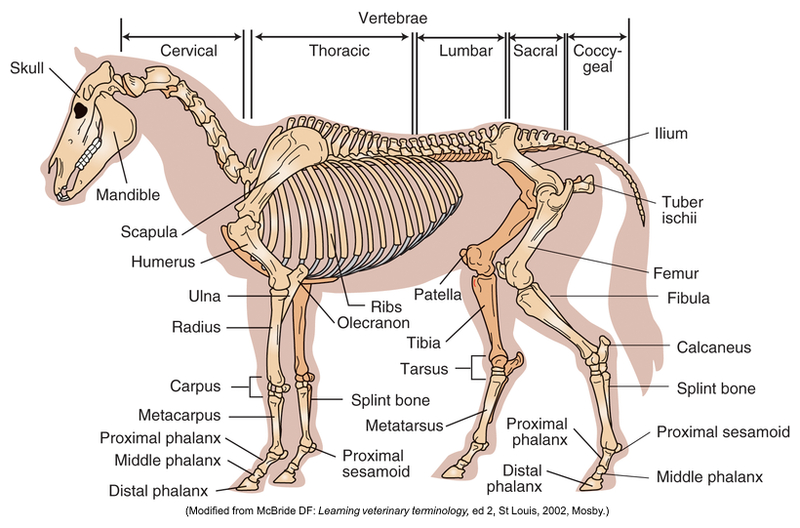 <p>Appendicular Skeleton</p>
