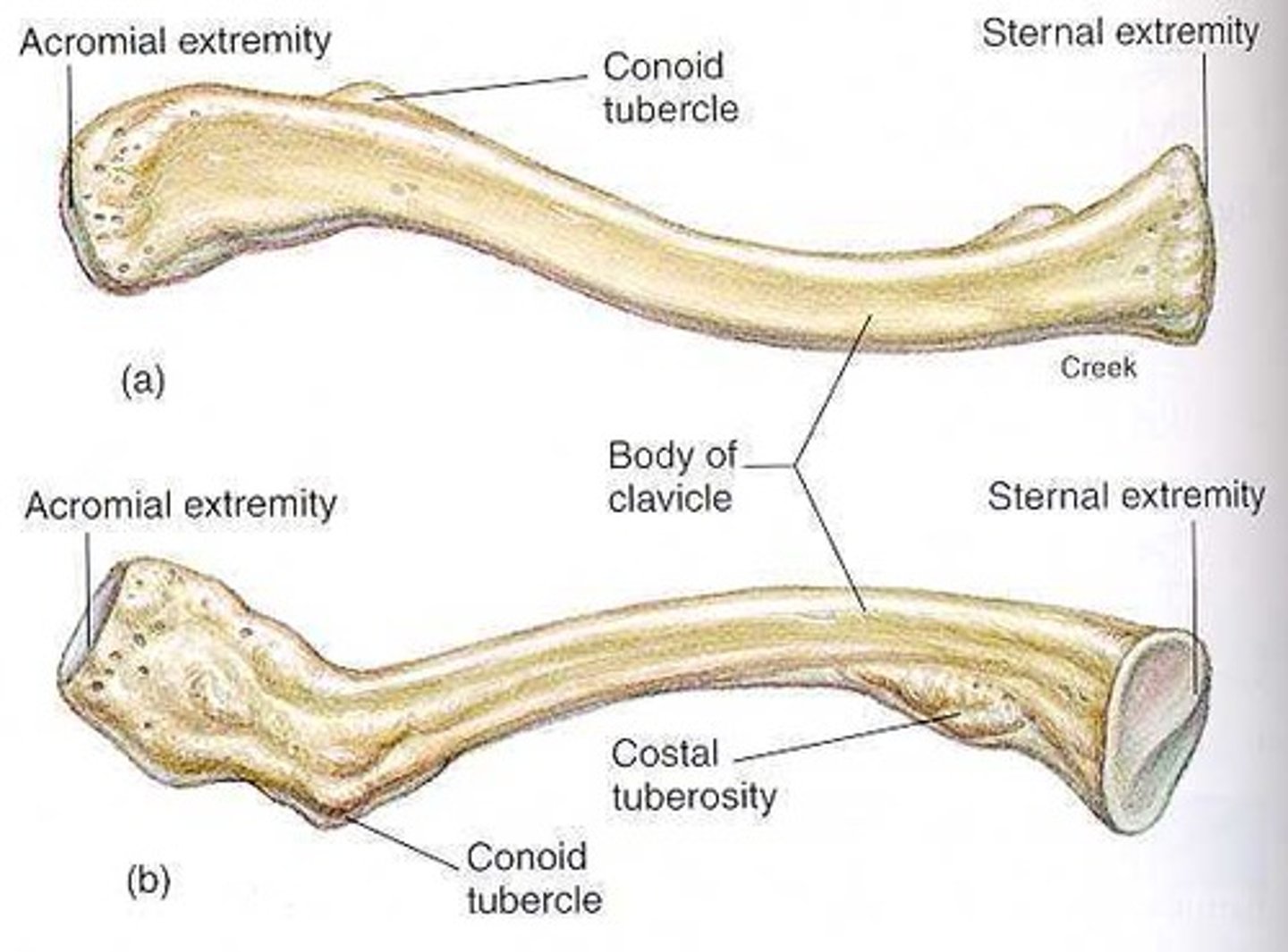<p>acromial end, sternal end, conoid tubercle</p>