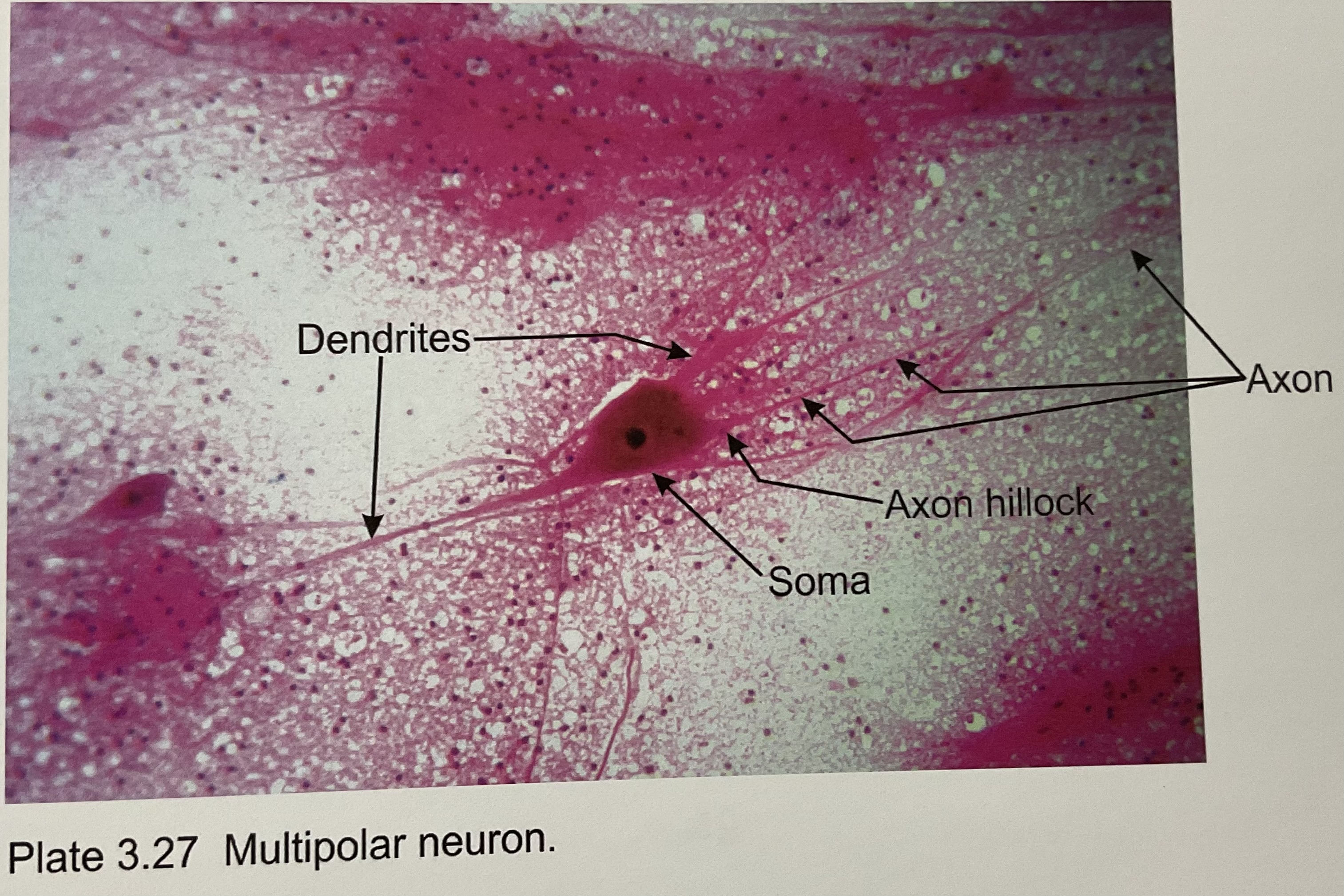 <p>Neuron- neural tissue</p>