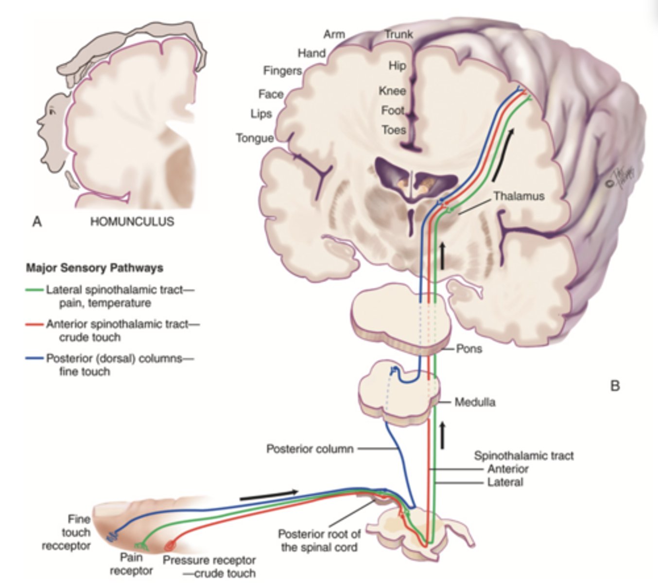 <p>Lateral spinothalamic tract</p><p>1 multiple choice option</p>