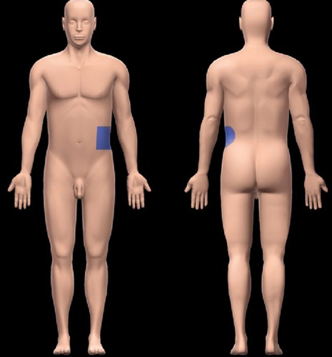 <p>Location:</p><p>Abdominal wall (anterior)</p><p>Description:</p><p>One of nine regions of abdominal cavity</p><p>Left lateral region</p><p>Contents include parts of small and large intestines, and left kidney</p>