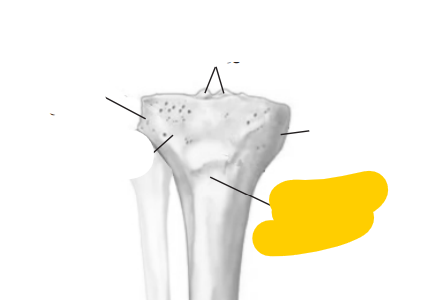<p><span>quel est cette partie? du tibia</span></p>