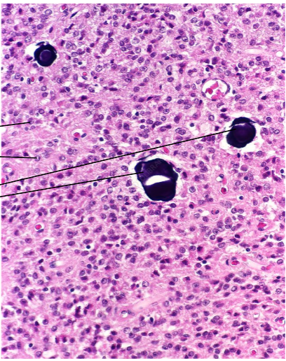<p>Identify the endocrine organ</p>