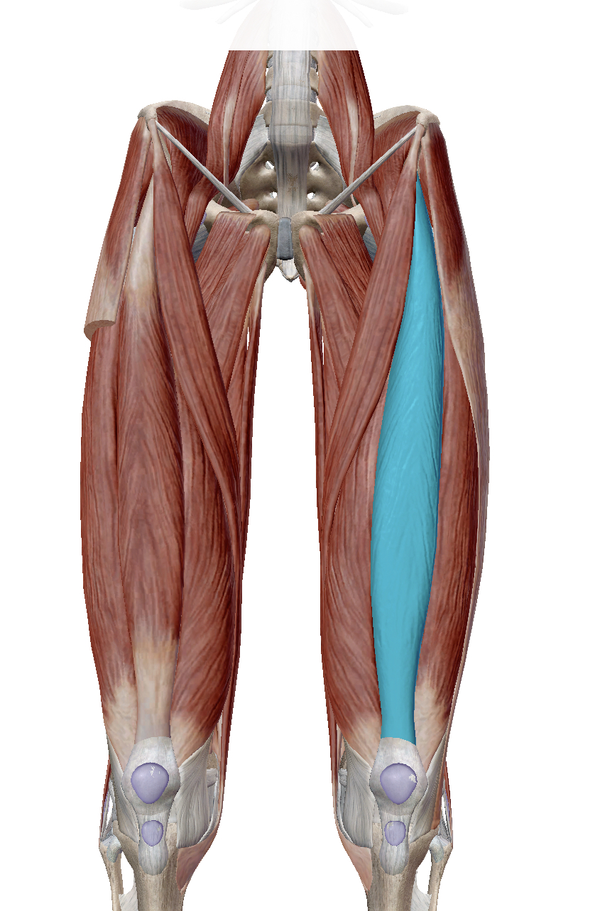 <p>Identify the highlighted muscle</p>