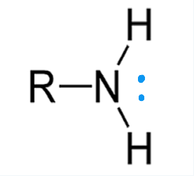 <p>nitrogen atom with lone pair of electrons attached to carbon chain. ends in “-amine”</p>