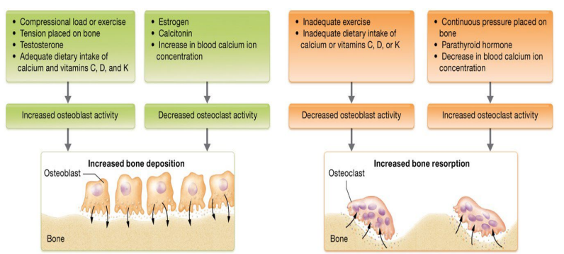 <p>first response is drop in PTH secretion by parathyroid gland </p><ul><li><p>Calcitonin – secreted by thyroid gland; opposite effects as PTH; leads to bone deposition; from gut</p></li></ul><p></p>