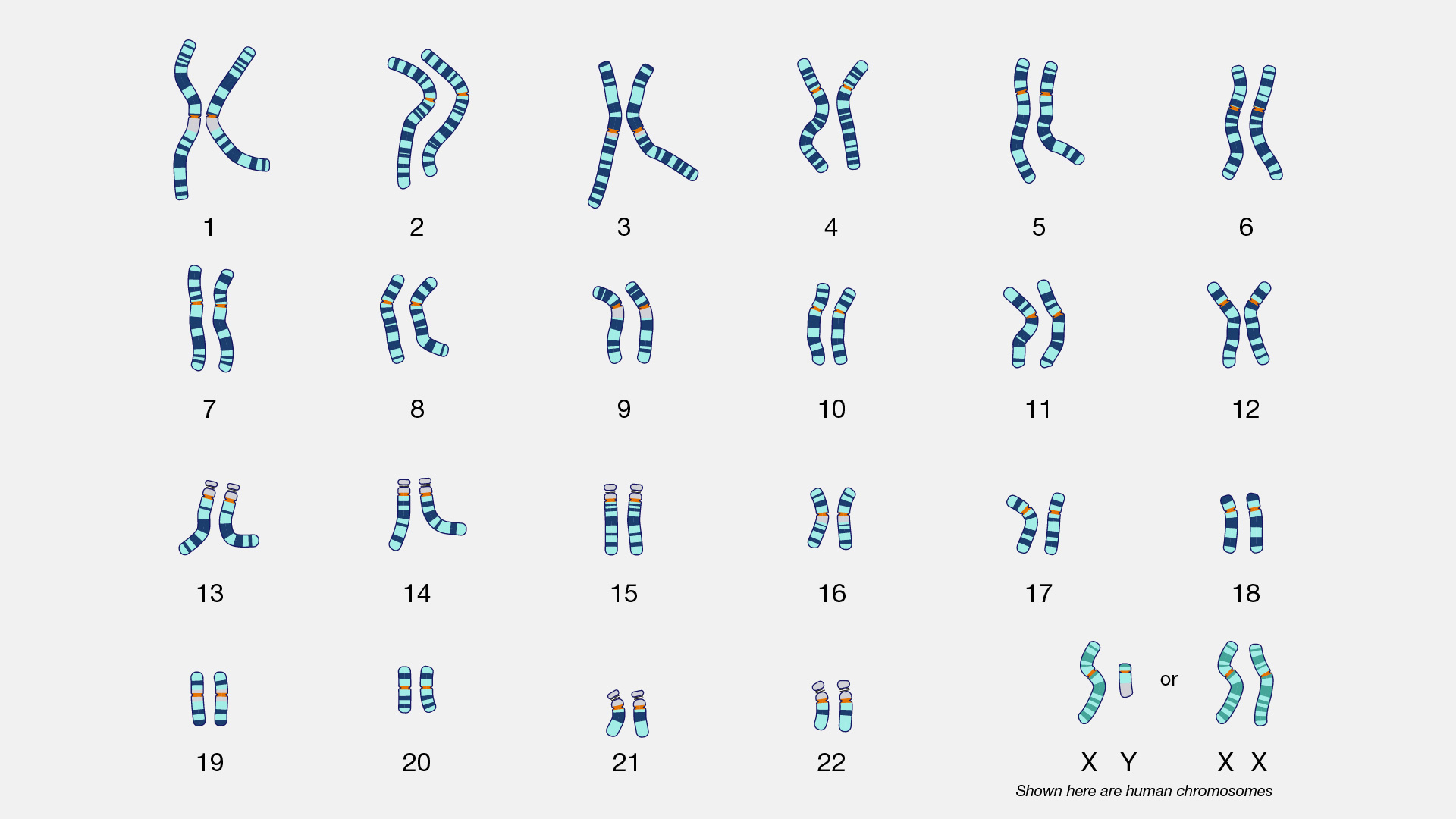 <p>Chromosomes 1-22</p>