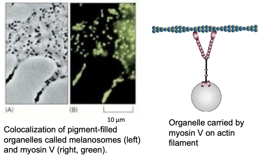 <ul><li><p><strong>Myosin V</strong> powers <strong>intracellular cargo transport</strong> along actin</p></li><li><p>Example: moves <strong>melanosomes</strong> in <strong>melanocytes</strong></p><ul><li><p>Melanosomes (membrane-enclosed organelles) = vesicles with <strong>melanin pigment</strong></p></li></ul></li><li><p><strong>Melanocytes</strong> in the skin have <strong>dendrites</strong> that connect to <strong>keratinocytes</strong></p></li><li><p><strong>Melanin</strong> is transferred to keratinocytes → <strong>protects DNA from UV</strong> (tanning process)</p></li><li><p><strong>Melanosomes</strong> (melanin-filled vesicles) are transported:</p><ul><li><p>By <strong>microtubules</strong> (long-range)</p></li><li><p>By <strong>Myosin V</strong> (final delivery along <strong>actin filaments</strong> to cell membrane)</p></li></ul></li><li><p><strong>Myosin V</strong> ensures proper <strong>distribution of pigment</strong> at the <strong>apical surface</strong></p></li><li><p><strong>Loss of Myosin V</strong> function → <strong>dilute phenotype</strong> in animals</p><ul><li><p>Pigments not properly delivered → <strong>lighter/diluted fur color</strong></p></li></ul></li></ul><p></p>