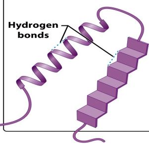 <p><span style="font-family: Source Sans Pro, sans-serif">Protein structure achieved when alpha-helical or beta-pleated regions of the polypeptide chain fold upon one another to produce a compact ball-like /globular molecule.</span></p>