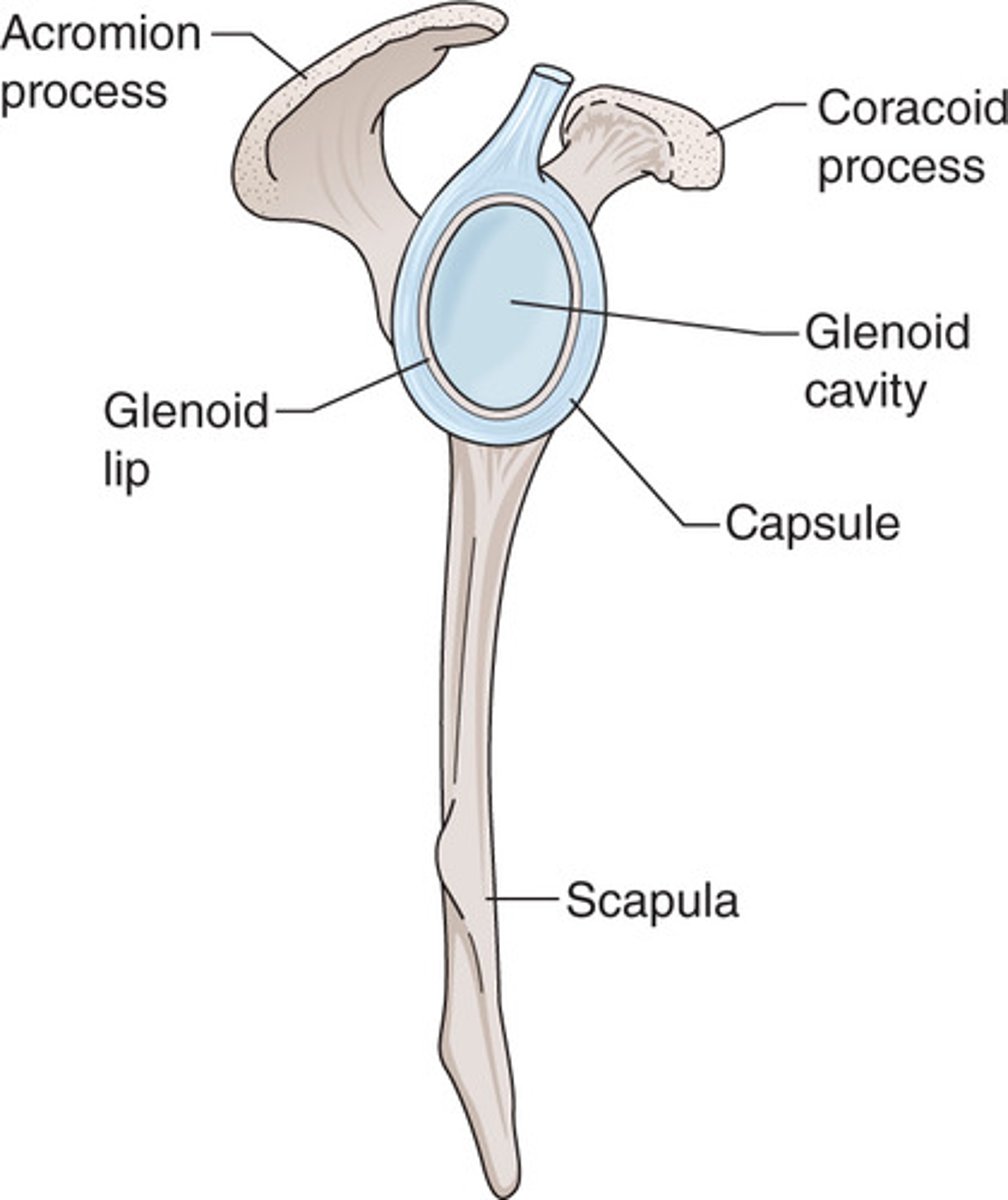 <p>a ligament that forms an edge around the entire circumference of the glenoid of the scapula; helps deepen the glenoid fossa for the head of the humerus to add to the stability of the shoulder joint</p>