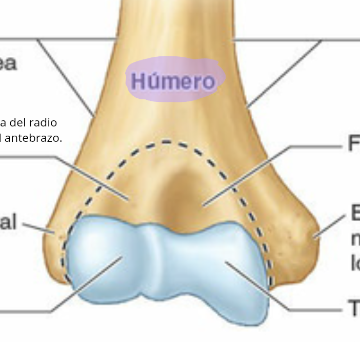 <p>Humero</p>
