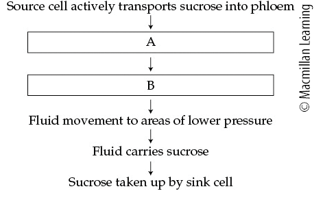 <p>This partially completed flowchart describes the mechanism underlying fluid flow in the phloem.</p><ol><li><p>A= Water movement by osmosis; B= Pressure increase</p></li><li><p>A= Water movement by active transport; B= Pressure increase</p></li><li><p>A= Water movement by osmosis; B= Pressure decrease</p></li><li><p>A= Water movement by active transport; B= Pressure increase</p></li></ol>