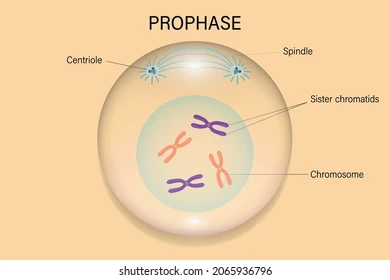 <p>it then enters prophase the longest phase of mitosis. the chromosomes begin to condense, the mitotic spindle begins to form and the nuclear envelope begins to move away from the chromosomes.</p>