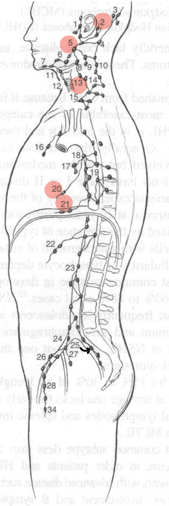 <p>1.Preauricular</p><p>3.Occipital</p><p>4.Upper Cervical</p><p>6.Submaxillary</p><p>7.Submental</p><p>8. Jugulodigastric</p><p>9. Upper Deep Cervical</p><p>10.Spinal Accessory Chain</p><p>11.Infrahyoid</p><p>12.Pretracheal</p><p>14.Lower Deep Cervical</p><p>15.Supraclavicualr</p><p>16.Mediastinal</p><p>17.interlobal</p><p>18.intertracheal</p><p>19.Posterior Mediastinal</p><p>22.Mesenteric</p><p>23.paraaortic</p><p>24.common iliac</p><p>25.Lateral sacral </p><ol start="26"><li><p>external iliac</p></li><li><p>hypogastric</p></li><li><p>inguinal</p></li></ol><ol start="34"><li><p>Femoral</p></li></ol><p></p>