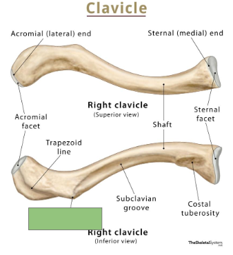 <p>Bump on the inferior surface of the lateral clavicle</p>