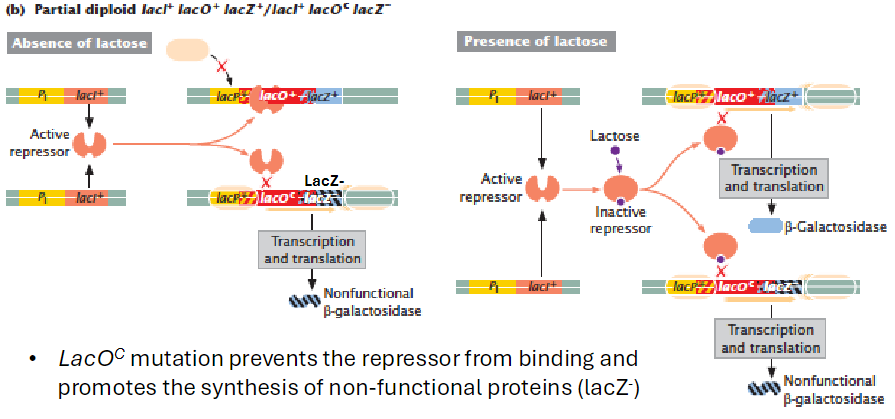 <p><strong>Partial Diploid Example</strong><br>āGenotypes: lacI+ lacO+ lacZ+ / lacI+ lacOC lacZ-</p><p><strong>Operator and Protein Function</strong><br>ālacOC prevents repressor from binding<br>āPromotes transcription of structural genes on the same DNA</p><p><strong>Effect on β-Galactosidase</strong><br>āWith wild-type lacZ, β-galactosidase is produced normally only when lactose is present<br>āWith mutant lacZ-, transcription produces non-functional protein in the presence or absence of lactose</p>
