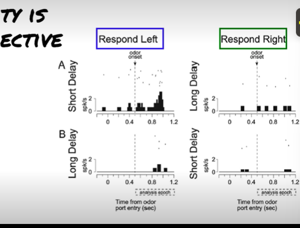 <p>1) VS neurons encode action and value</p><p>2) VS respond more to cues that predict big reward</p><p>3) Neurons only respond to cue that tell them left port</p><p>VS neurons encode prediction info about value of future outcomes > these value presentations include temporal discounting of future rewards and magnitude outcomes.</p><p></p><p>the value response is linked to the left response</p>