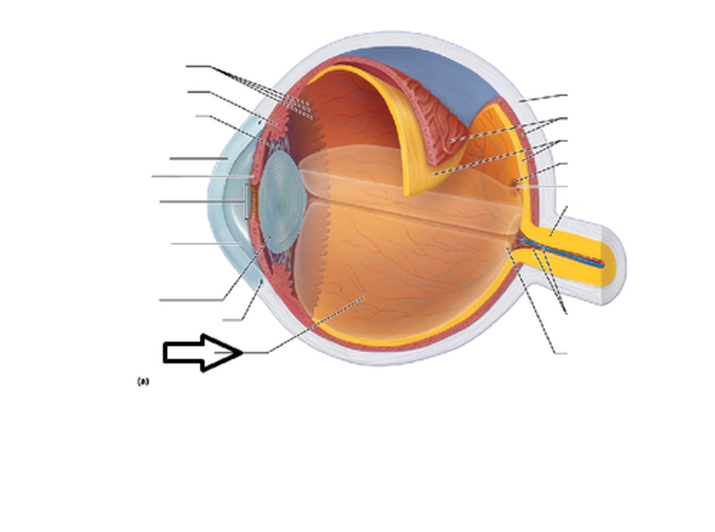 <p>T/F: The arrow is at posterior segment of the eye which contains vitreous humor. inner chamber</p>