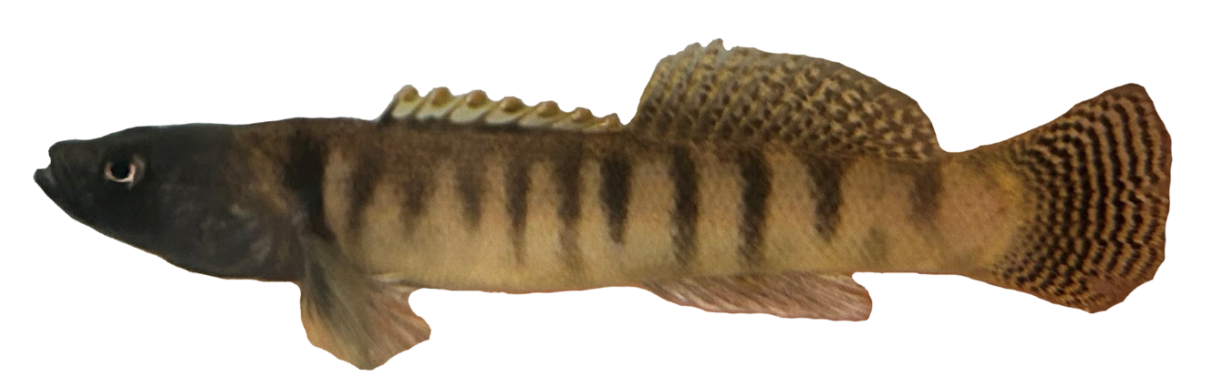 <p>Percidae;</p><p>Fantail Darter;</p><p><span><span>Etheostoma flabellare</span></span></p>