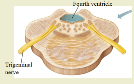 <p>Tracts</p><ul><li><p>Ascending/descending tracts to/from higher brain centers and spinal cord</p></li></ul><ul><li><p>To/from cerebellum (cerebellar peduncles)</p></li></ul><p>Cranial Nerves</p><ul><li><p>V Trigeminal</p></li><li><p>VI Abducens</p></li><li><p>VII Facial</p></li></ul><p>Respiratory Center</p><p>Reticular Formation</p><p>4th ventricle</p>