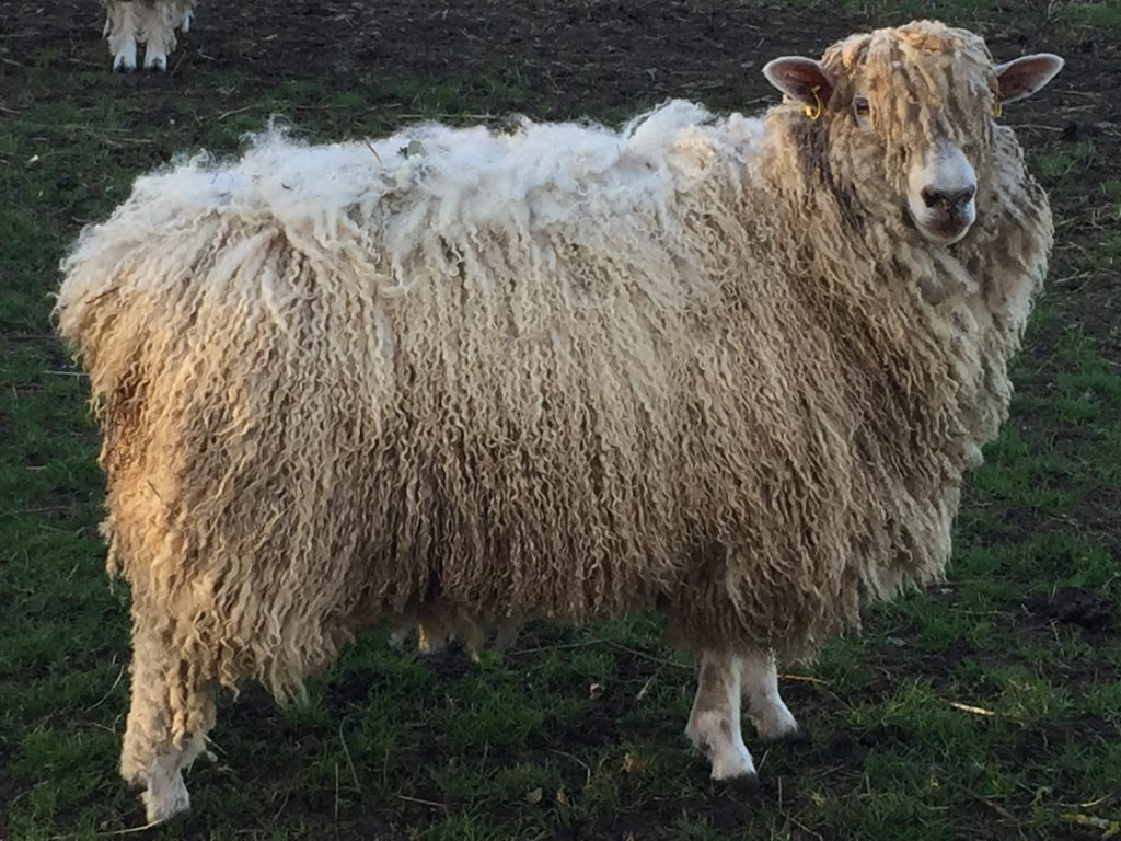 <p>long wool breed</p>