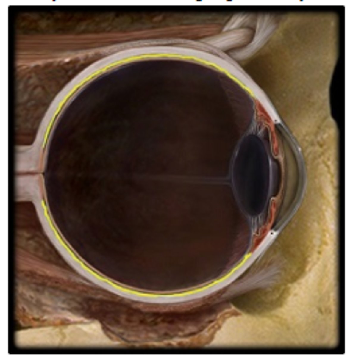 <p>Identify the structure highlighted in yellow.</p><p>a. lens</p><p>b. sclera</p><p>c. choroid</p><p>d. cornea</p><p>e. iris</p>