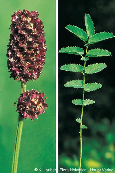 <p>őszi vérfű</p>