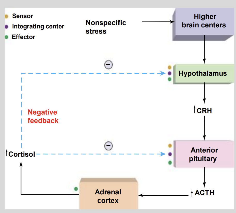 <ul><li><p>Elevated ACTH Levels</p></li></ul><p></p>