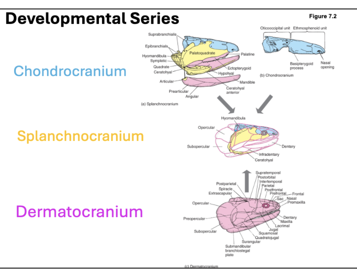 <ol><li><p>splanchnocranium</p></li><li><p>chondrocranium&nbsp;</p></li><li><p>dermatocranium&nbsp;</p></li></ol><p></p><p>(^developmental order)</p><p></p>